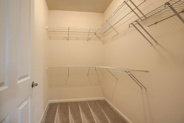 spacious closet featuring carpet floors