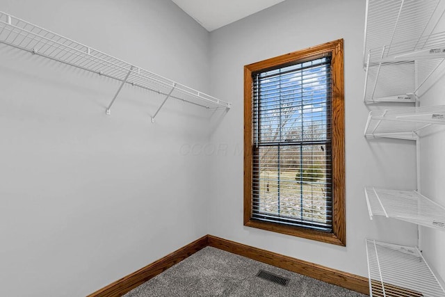 walk in closet with visible vents and carpet flooring