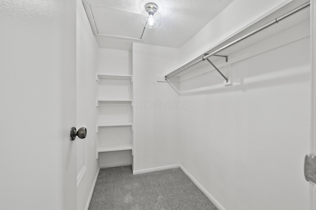 spacious closet with carpet