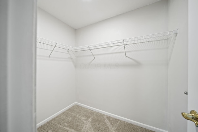 spacious closet featuring carpet floors