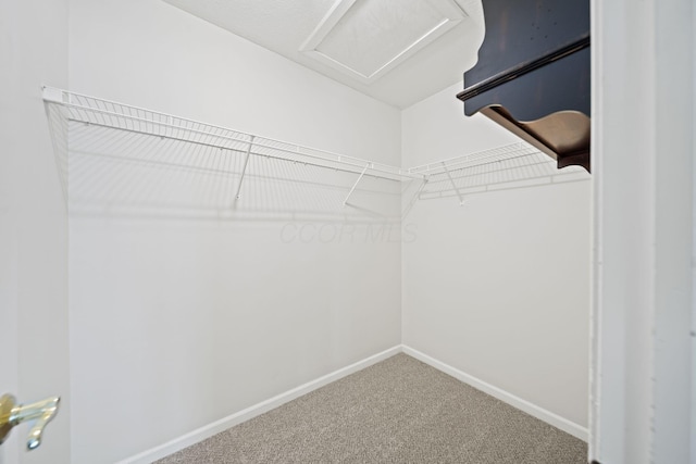 walk in closet featuring attic access and carpet flooring