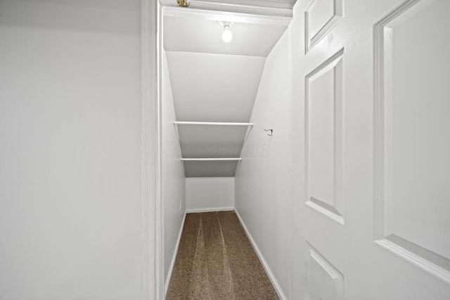 spacious closet featuring carpet
