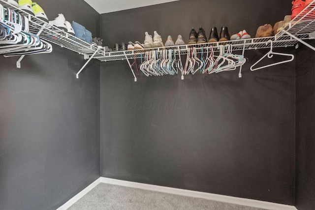 spacious closet featuring carpet flooring