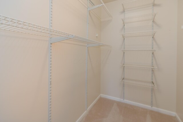 spacious closet featuring carpet