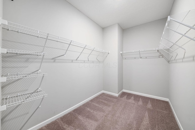 spacious closet with carpet