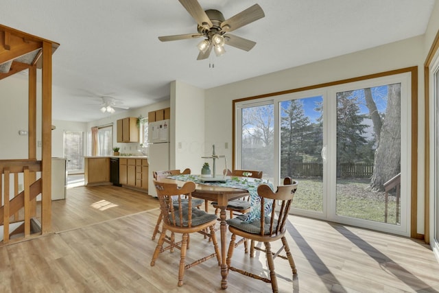 dining room with plenty of natural light, ceiling fan, and light wood finished floors