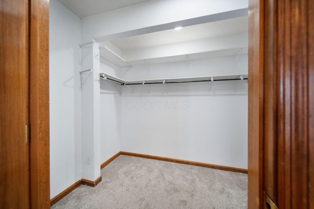 spacious closet featuring carpet