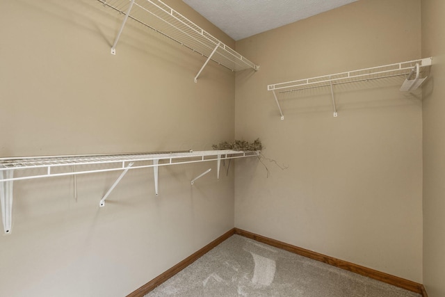 walk in closet with carpet flooring