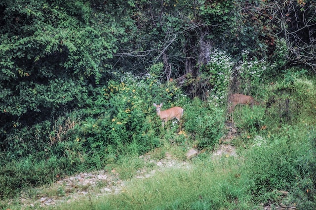 view of local wilderness