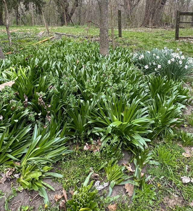 4175 Reynoldsburg Baltimore Rd NW, Baltimore, OH 43105 - view of local wilderness
