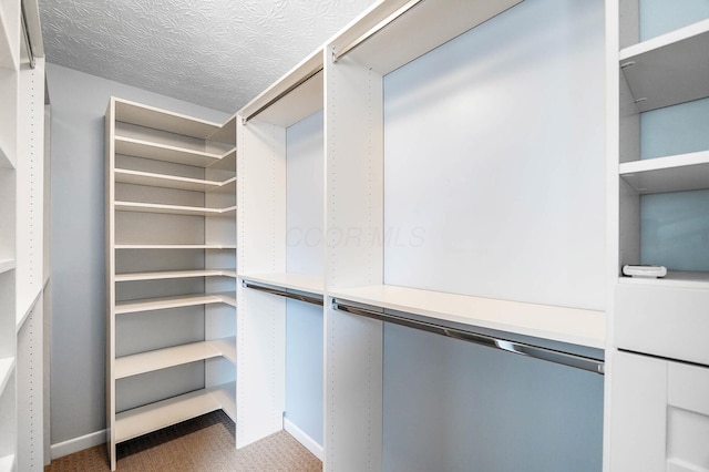 walk in closet featuring carpet floors