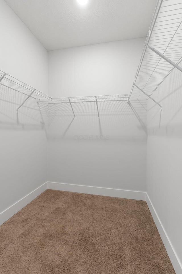 spacious closet featuring carpet flooring