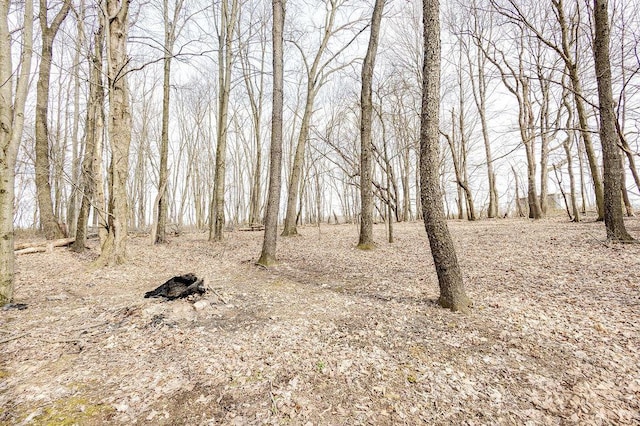 view of local wilderness
