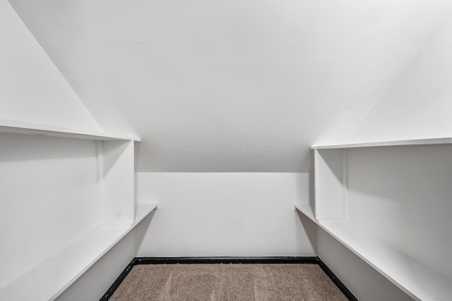spacious closet featuring carpet floors