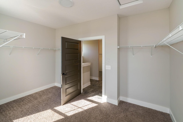 spacious closet featuring carpet