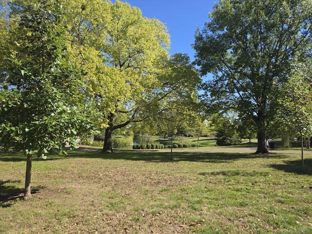 62 Sherman Ave, Columbus, OH 43205 - view of green lawn featuring view of wooded area