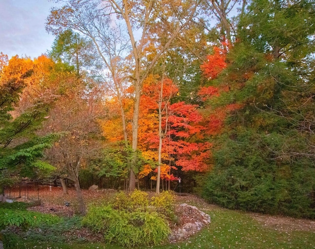 view of yard with a forest view