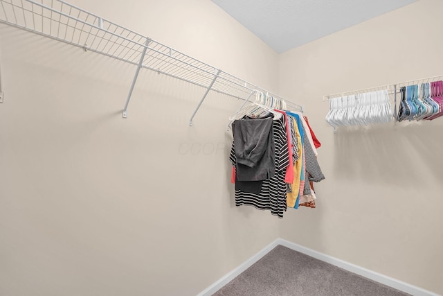 spacious closet featuring carpet floors