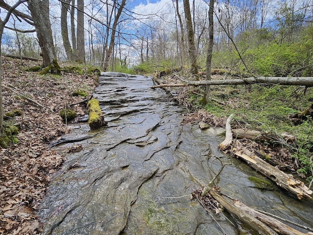 view of local wilderness
