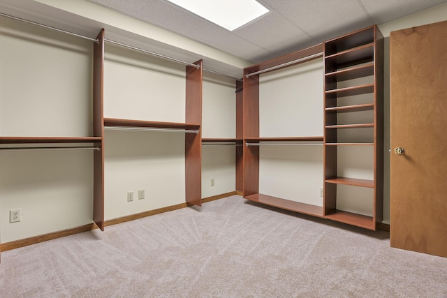 walk in closet featuring carpet flooring and a paneled ceiling
