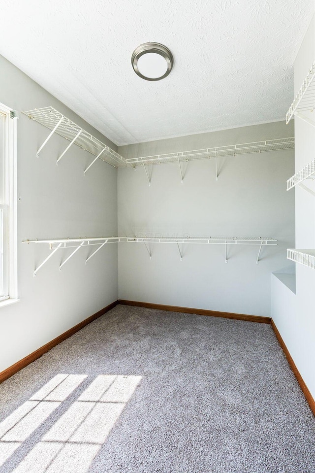 walk in closet with carpet floors