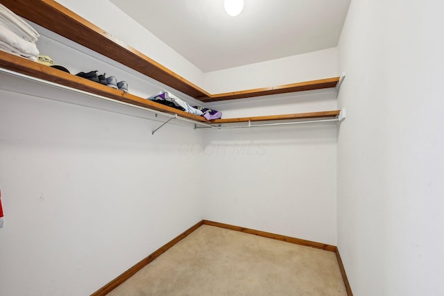 walk in closet featuring light colored carpet