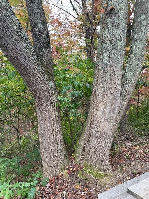 view of local wilderness featuring a forest view