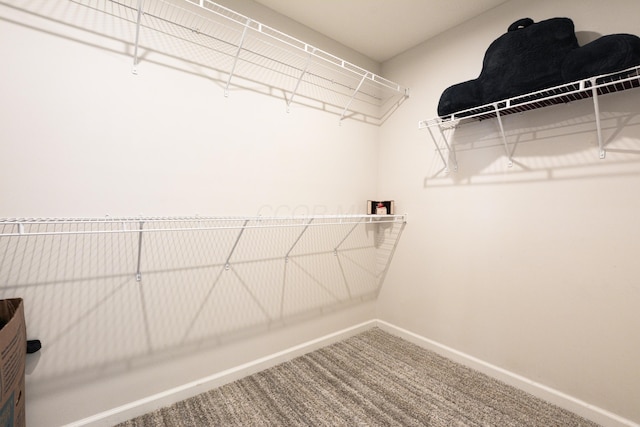 walk in closet featuring carpet floors