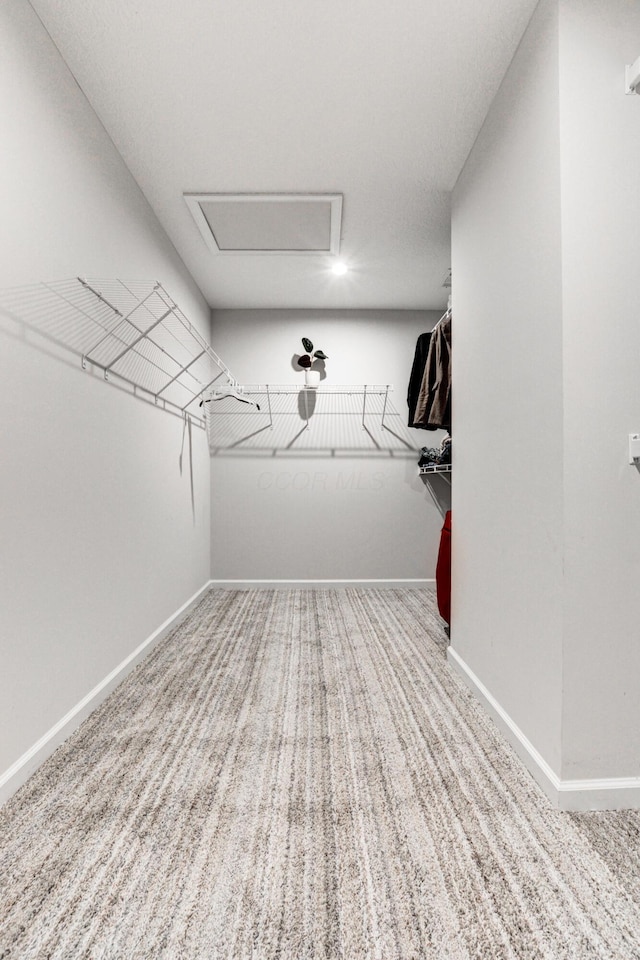 spacious closet featuring attic access and carpet floors