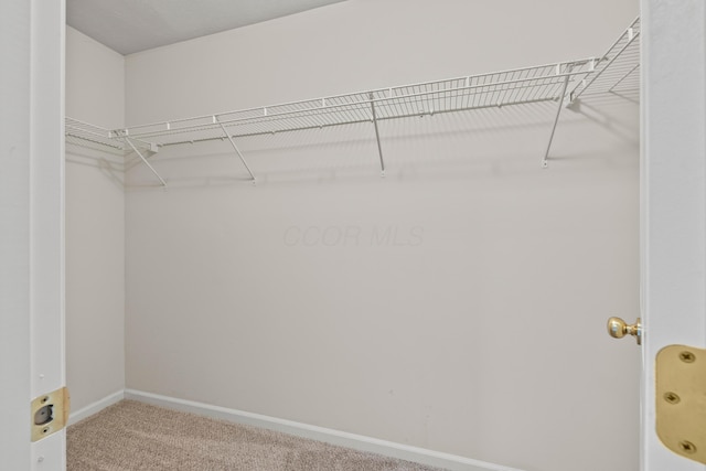 spacious closet with carpet floors