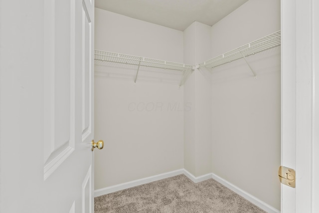 spacious closet featuring carpet flooring