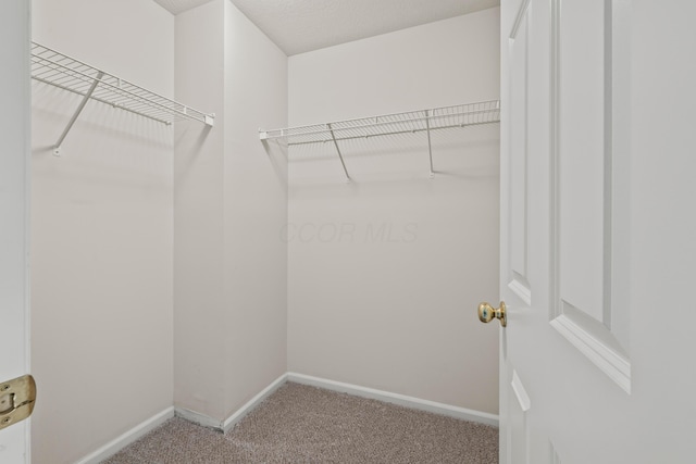 walk in closet with carpet floors