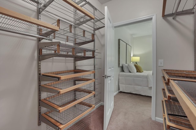 651 Albion Pl, Westerville, OH 43082 - walk in closet featuring carpet flooring