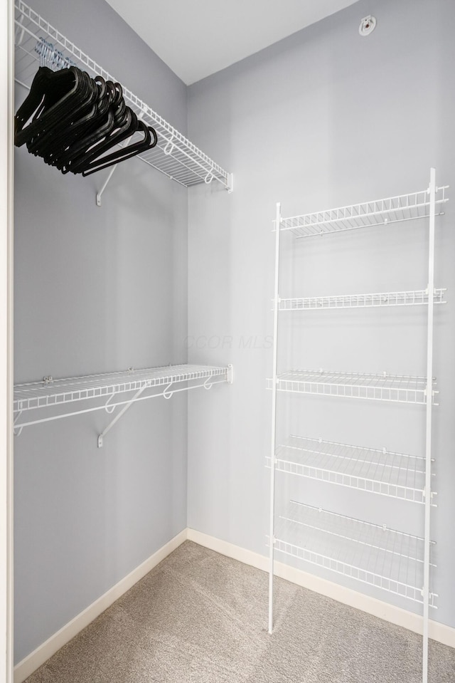 walk in closet with carpet floors