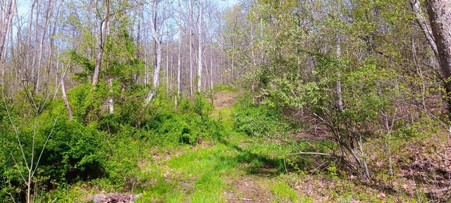 143 Garland Creek Road (Crown Wildlife Tract 3), Crown City, OH 45623 - photo 22