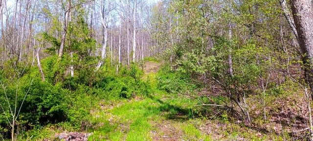 143 Garland Creek Road (Crown Wildlife Tract 3), Crown City, OH 45623 - photo 41