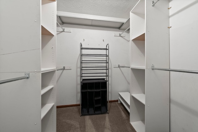 walk in closet featuring carpet flooring
