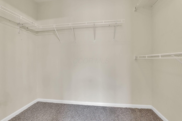 spacious closet featuring carpet
