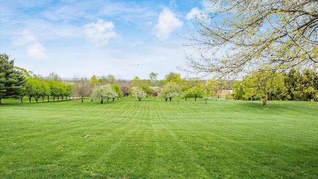 view of yard