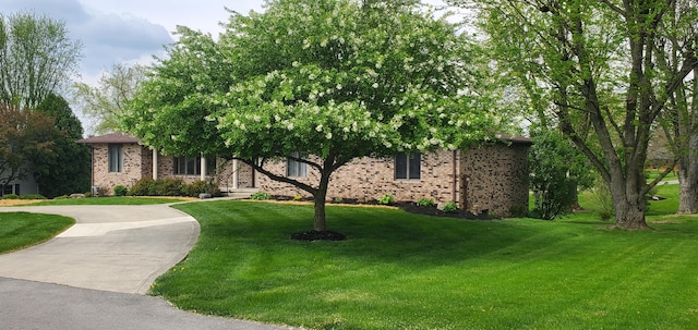 obstructed view of property with brick siding, a front yard, and curved driveway