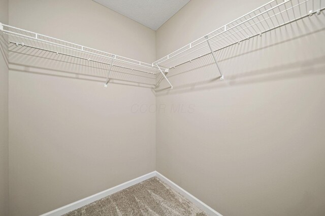 spacious closet featuring carpet