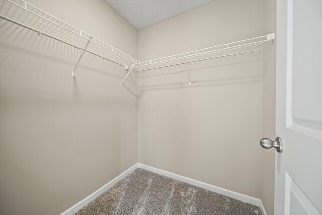 walk in closet featuring carpet floors