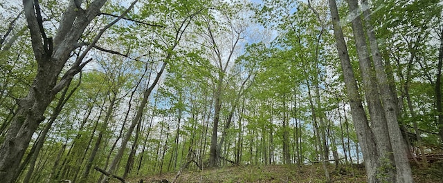 view of local wilderness