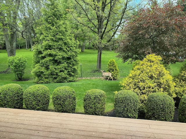 view of yard