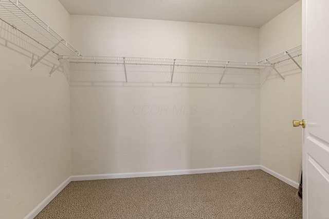 spacious closet featuring carpet