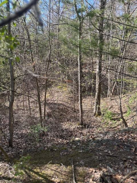 view of local wilderness