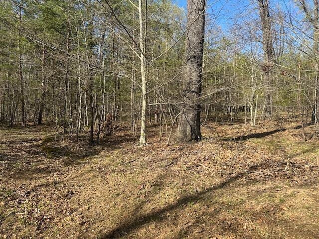 view of local wilderness