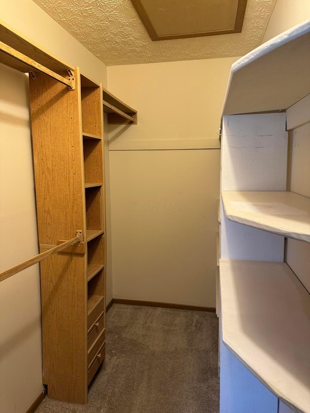 spacious closet featuring carpet