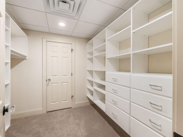walk in closet featuring carpet flooring and a paneled ceiling