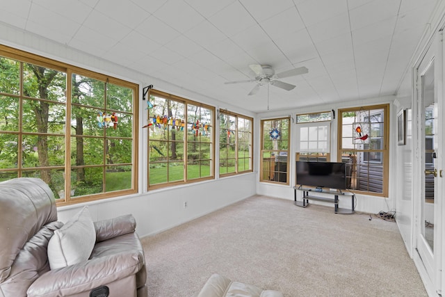 sunroom / solarium featuring carpet flooring and a ceiling fan